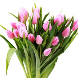 bukiet różowych tulipanów na dzień kobiet