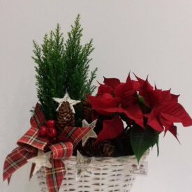 eleganckie stroiki bożonarodzeniowe w koszu z czerwoną gwiazdą betlejemską poinsecja. do tego piękny zielonym cyprys i kokarda w kratę