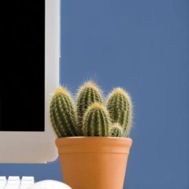 kaktusy jako rośliny zielone do biura, tutaj mały kaktus stojący w pomarańczowej doniczce na biurku w biurze