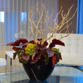 ozdobne kwiaty doniczkowe w biurze, na recepcję czy do sali konferencyjnej