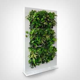 rośliny zielone do biura na ścianę
