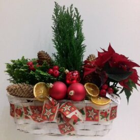 stroik bożonarodzeniowy w koszyku z czerwonymi bombkami, czerwona gwiazda betlejemska kwiat poinsecja, cyprys